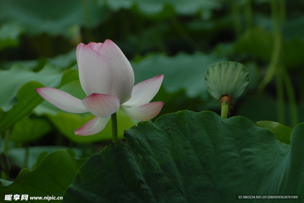 荷花
