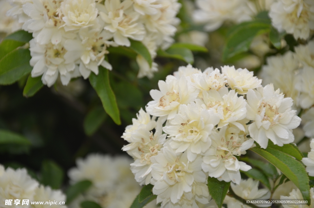木香花