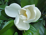 玉兰花