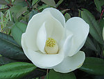 玉兰花