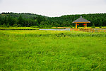 乌兰布统草原