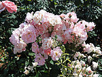 月季花