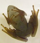 青蛙