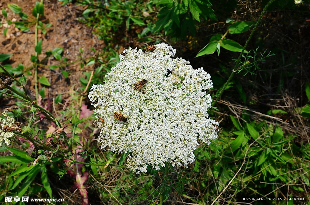 白花