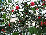 山茶花