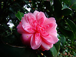 山茶花