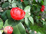 山茶花
