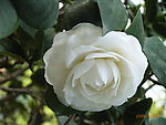 山茶花