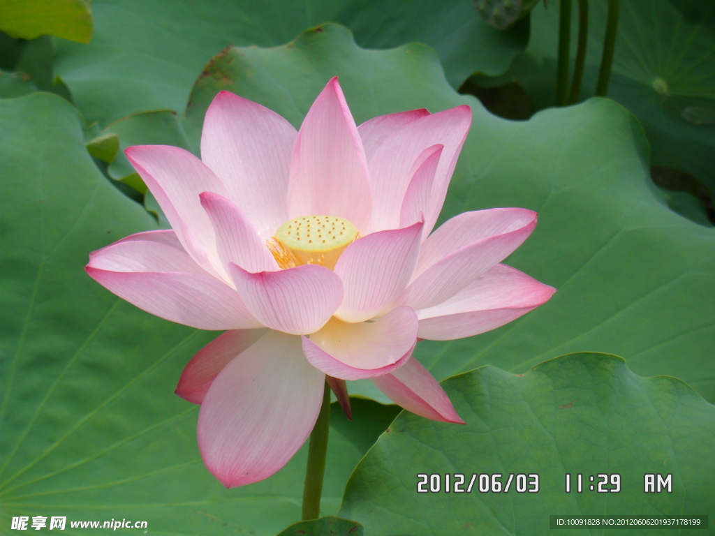 荷花