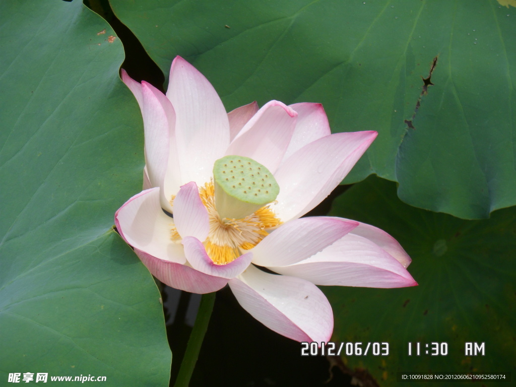 荷花