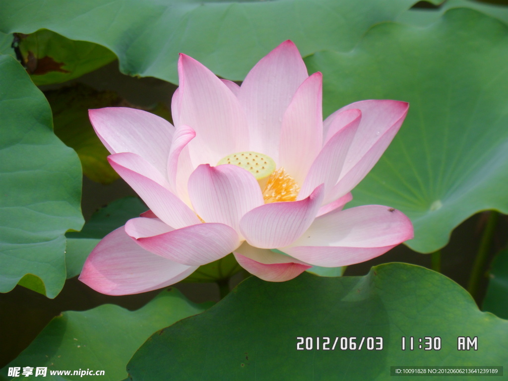 荷花