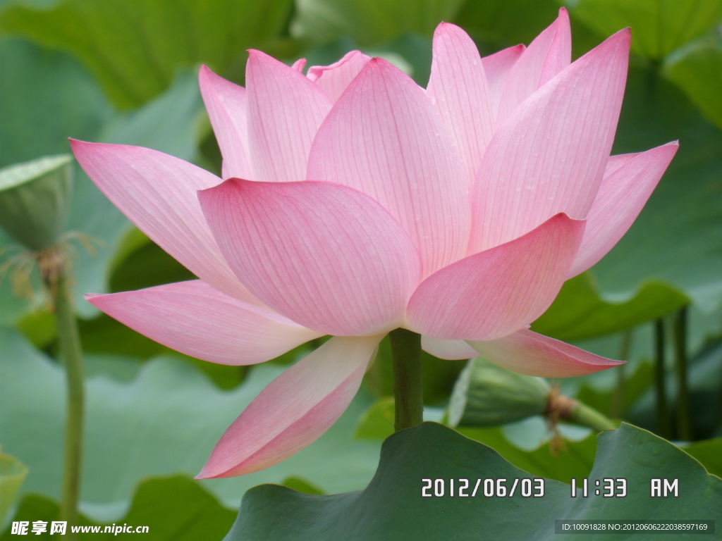 荷花