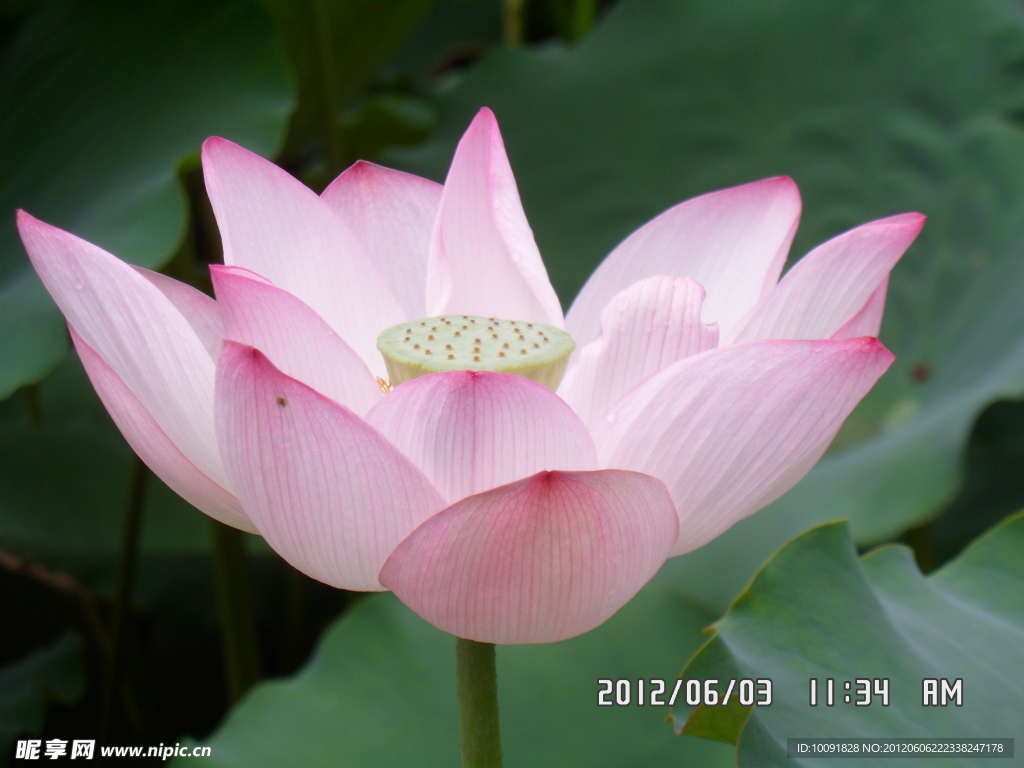 荷花