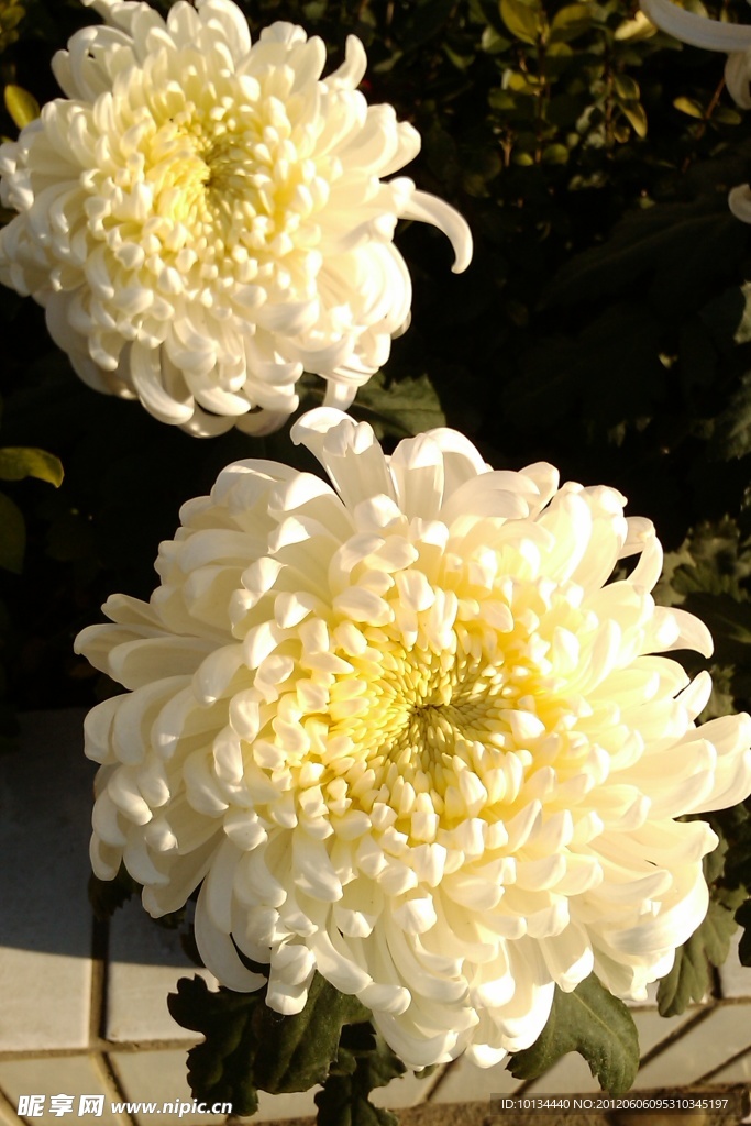 菊花