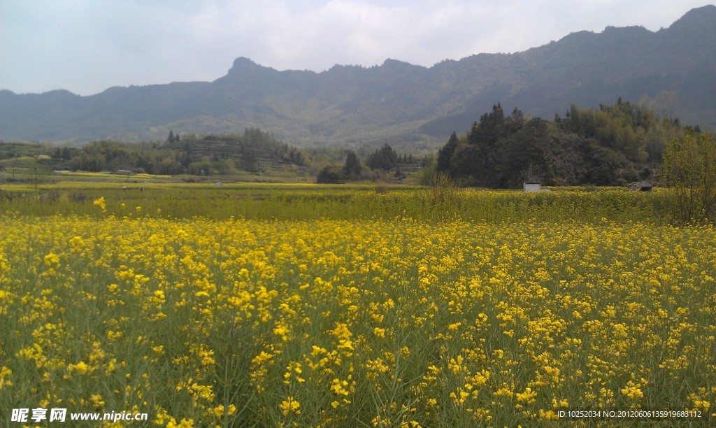 油菜花田