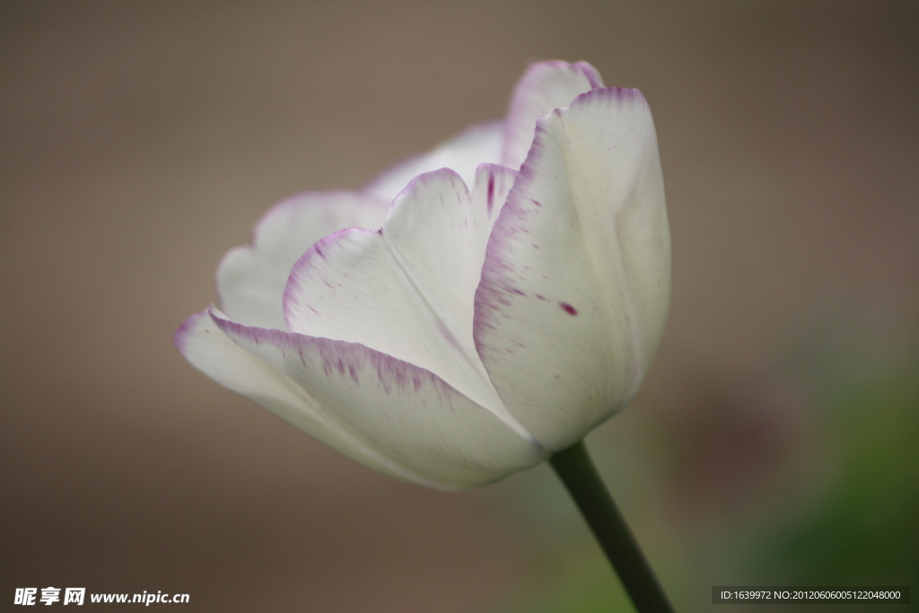 鲜花