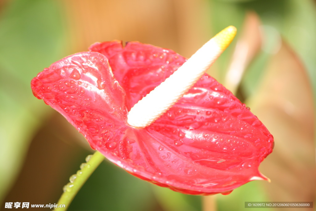 鲜花