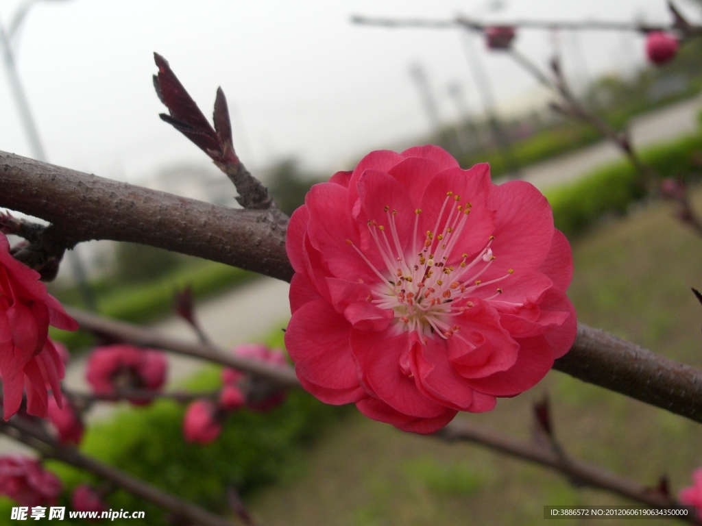 梅花
