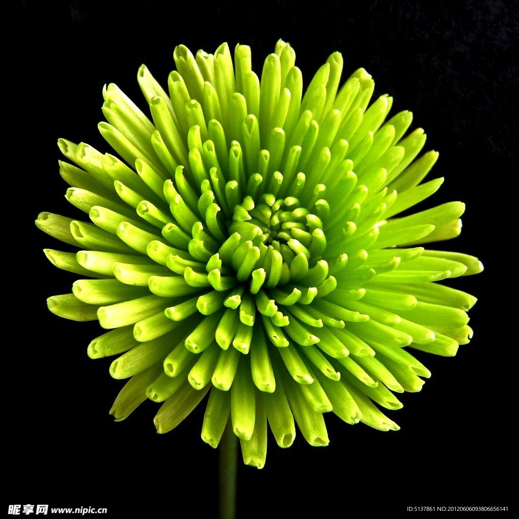 绿色的花