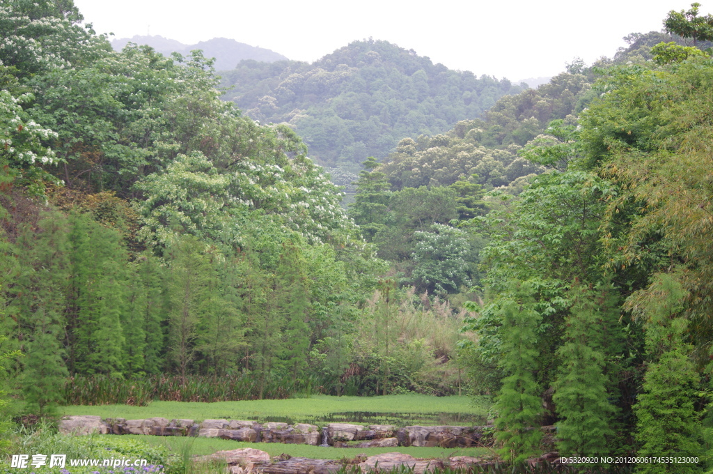 山林