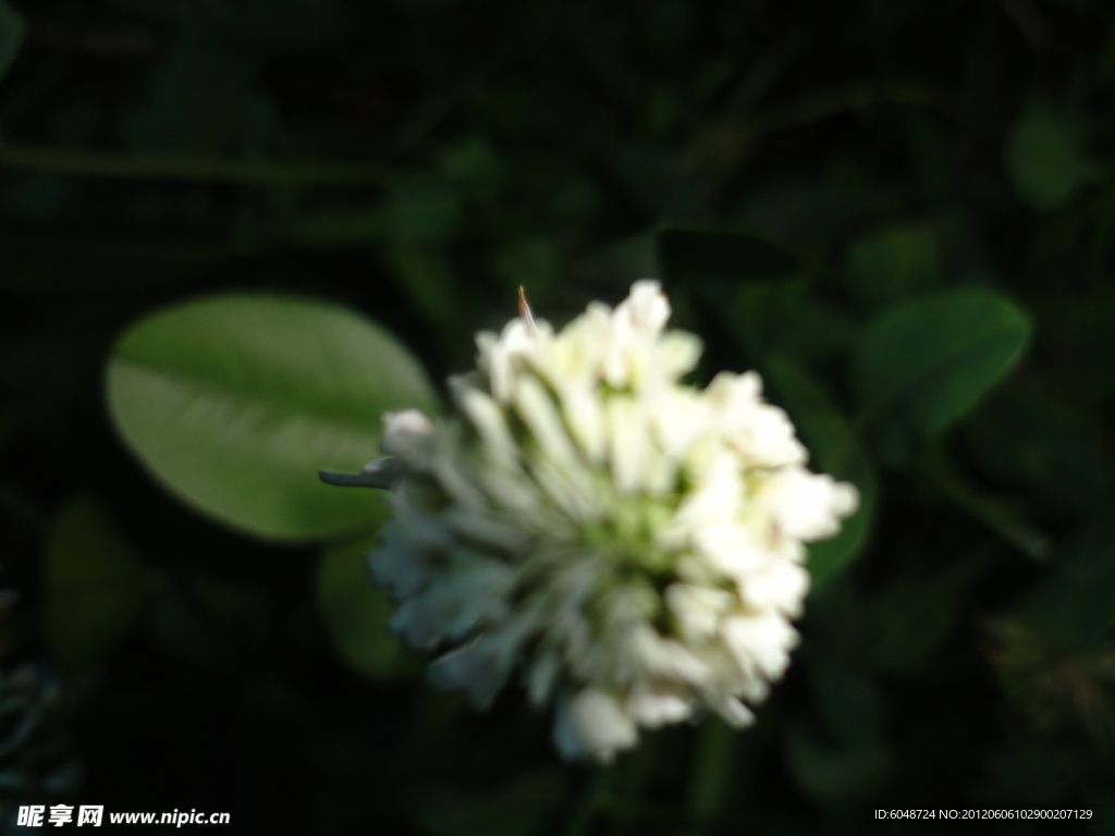 白三叶草 白花