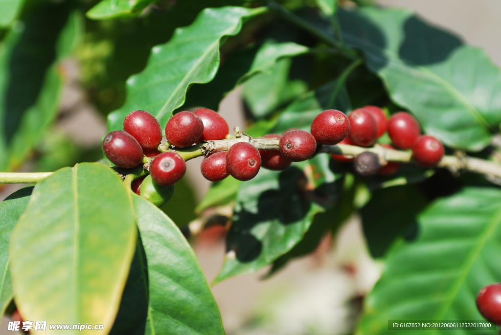 咖啡树果实