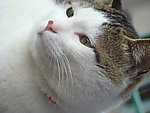 小猫 特写