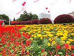 一串红 菊花
