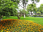 自然风景 花朵