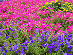 牵牛花