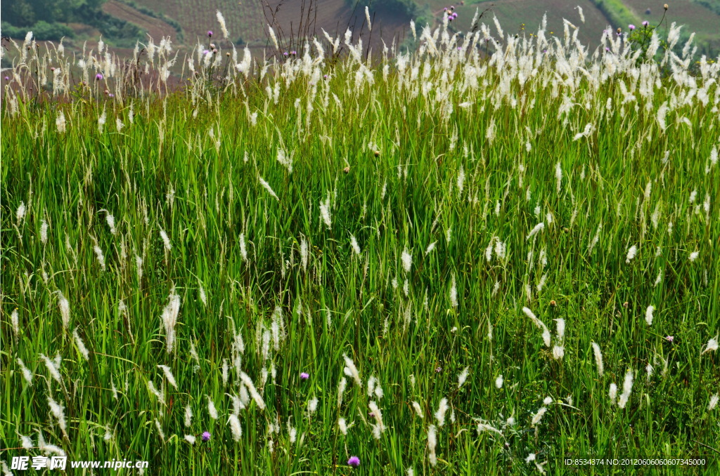 山顶的茅花