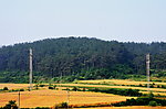 田野的麦浪