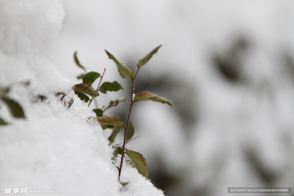 雪育苗