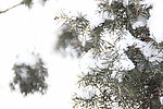 雪松