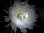 昙花