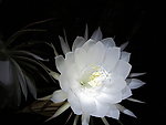昙花