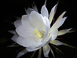 昙花