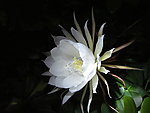 昙花