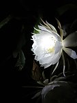 昙花