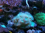 水族珊瑚