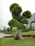 风景树