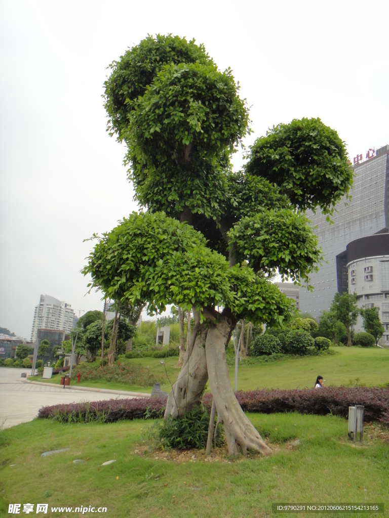 风景树