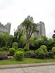 风景树