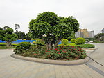 风景树