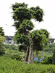 风景树