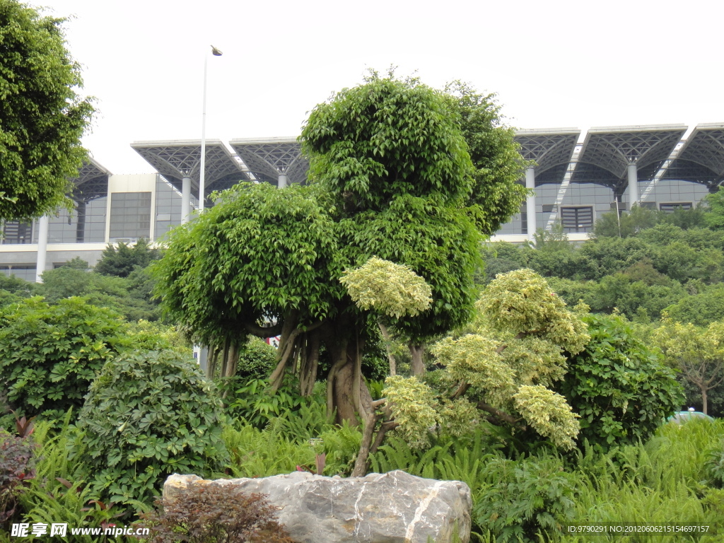 风景树