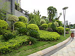 风景树