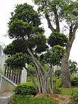 风景树