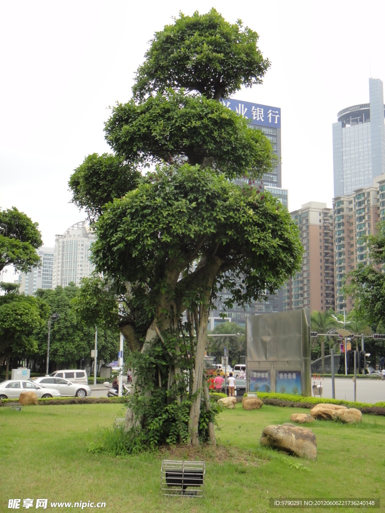 标风景树