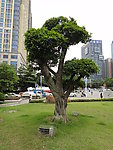 风景树